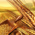 Rain delays wheat harvest; damage worries grow